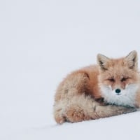 Amazing fox