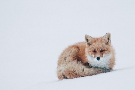 Amazing fox - wildlife, animals, photography, winter, red fox, predators, wallpaper, fox, nature, abstract, wilderness, wild, snow, sweet, cute, wild animals