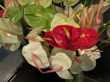 Anthurium - flowers, white, red, green