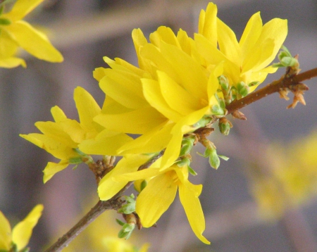 Flowers Forsythia - 001, brown, flowers, yellow