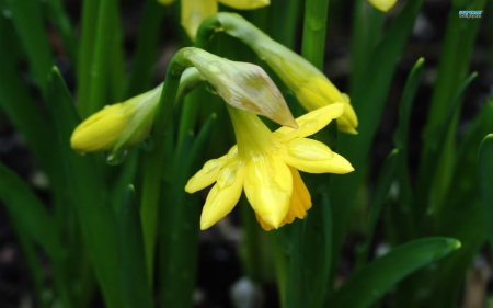 Yellow Daffodils - daffodils, yellow, green, leaves