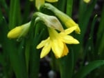 Yellow Daffodils