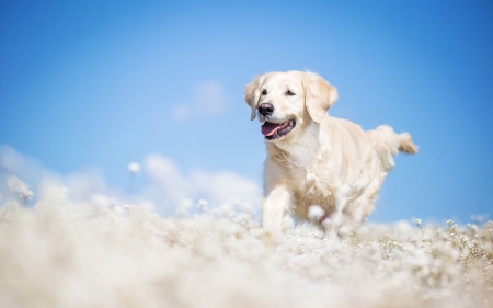 Running ~ by Alicja Zmyslowska - alicja zmyslowska, field, spring, white, dog, blue, animal, cute, flower