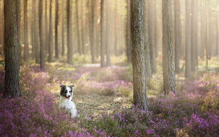 In the forest ~ by Alicja Zmyslowska - Alicja Zmyslowska, dog, spring, forest, flower, pink, tree, animal, border collie