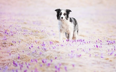 Spring walking ~ by Alicja Zmyslowska - Alicja Zmyslowska, dog, flower, pink, black, white, animal, border collie, cute, crocus