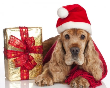 Merry Christmas - gift, animal, dog, christmas