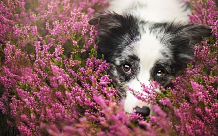 So beautiful here! ~ by Alicja Zmyslowska - alicja zmyslowska, field, black, spring, white, pink, dog, animal, cute, border collie, flower