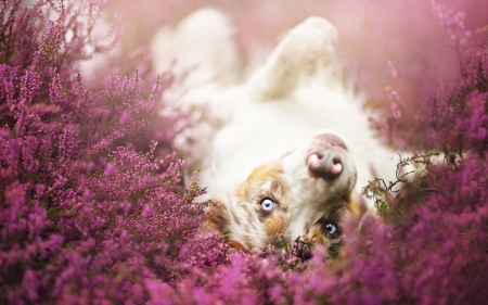 Pure joy ~ by Alicja Zmyslowska - Alicja Zmyslowska, dog, spring, flower, pink, joy, white, animal, border collie, cute