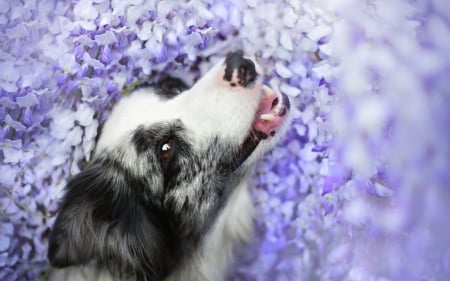 Listening ~ by Alicja Zmyslowska - Alicja Zmyslowska, profile, blue, portrait, dog, flower, animal, border collie, cute, field