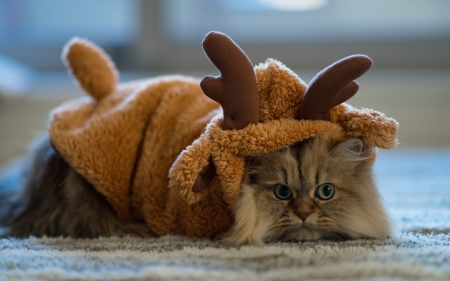 Daisy - Ben Torode, cat, horns, christmas, animal, costume, kitten, funny, cute, Daisy, reindeer