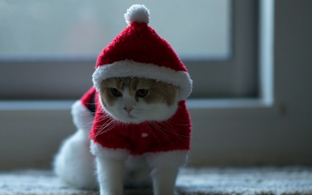 Santa cat - hat, cat, christmas, santa, white, animal, costume, funny, red, cute