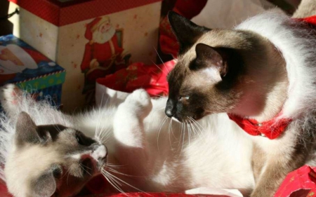 Cute Cats - cute, Christmas, animals, cat