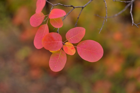 Foliage - autumn, forest, trees, foliage