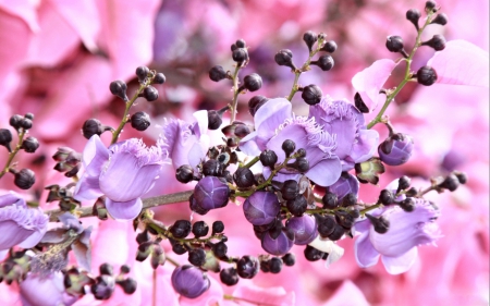 Purple & Pink - flowers, purple, pink, great