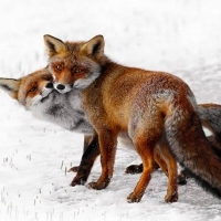 Fox in love