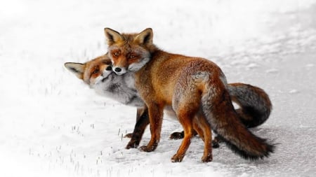 Fox in love - snow, winter, beautiful, Fox