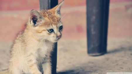 cute little kitty - cat, feline, ginger, kitten