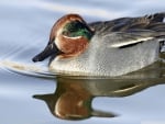 green winged teal