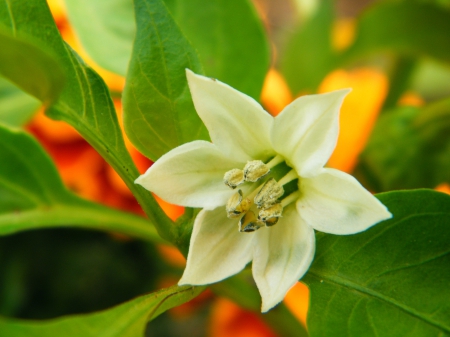 paprika - colors, summer, flowers, paprika