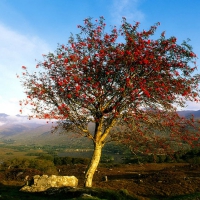 Killarney National Park