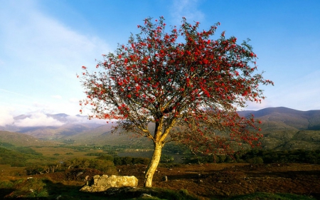 Killarney National Park - scenery, landscape, tree, nature, park