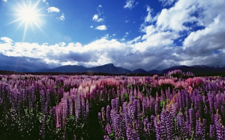 Flower Field - flowers, field, sky, nature