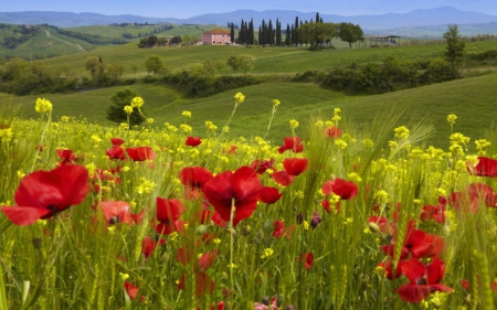 Valley in Spring - flowers, field, nature, landscape