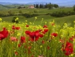 Valley in Spring