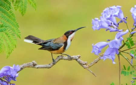 Bird - feather, flower, bird, eastern spinebill, acanthorhynchus tenirostris, branch, blue, green