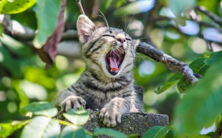 Carmeeen! - animal, cute, cat, kitten, leaf, tongue, tree, branch, green