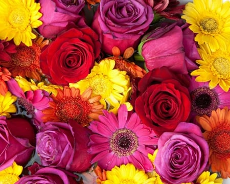 Beautiful Flowers - flowers, roses, bloom, petals