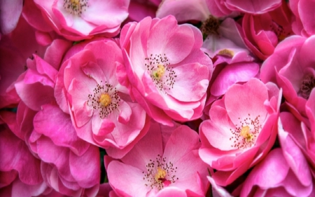 Pink Blossom - flowers, petals, pink, bloom