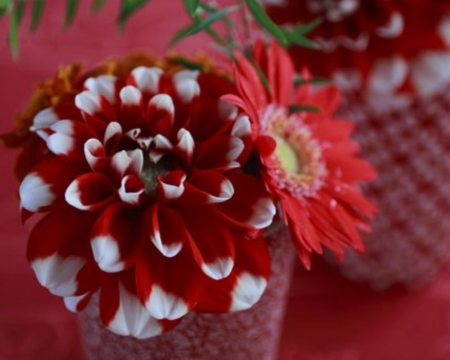 Beautiful Flowers - flowers, red, petals, bloom