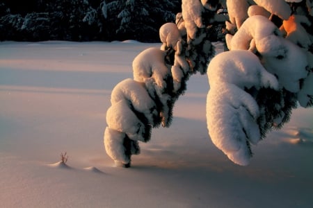 Winter - ice, trees, snow, winter, frozen