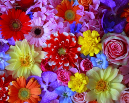 Colorful Flowers - flowers, petals, bloom, colorful