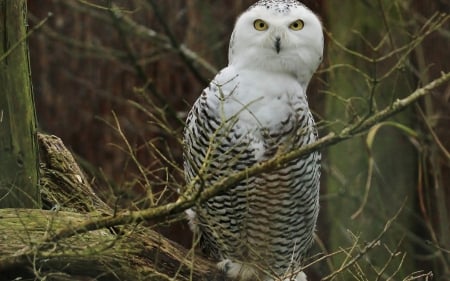 Owl - owl, bird, white, branch, snowy