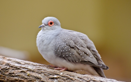 Dove - wood, grey, dove, orange, feather, bird