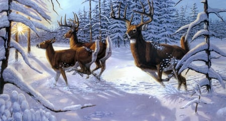 Reindeer - christmas, snow, xmas, reindeer