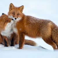 Foxes