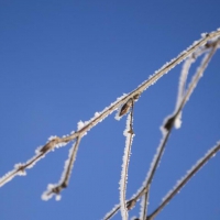 Branch with snow