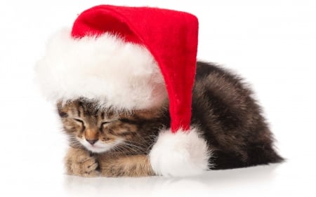 daydreaming santa kitten - hat, daydreaming, sweet, cat, christmas, santa, animal, kitten, cute, cats, xmas, sleeping, animals, kitty