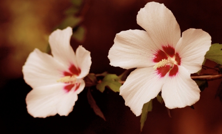 Flowers - flowers, white, red, two