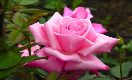 Magnificent Pink Rose - rose, pink, beautiful, flowers, nature