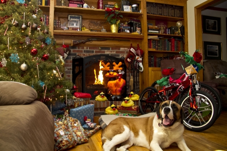 Christmas Morning - christmas, dog, xmas, tree