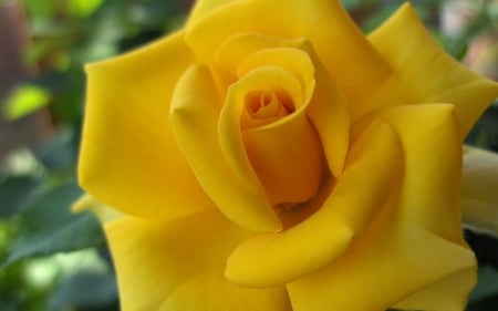 Yellow Rose - one, yellow, rose, flower