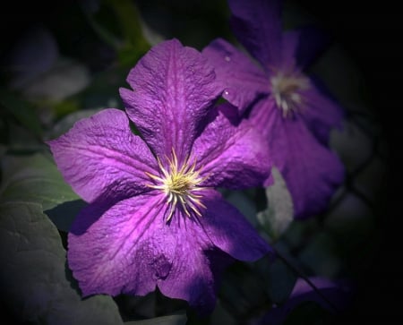 Lovely Color - one, purple, flower, beautiful