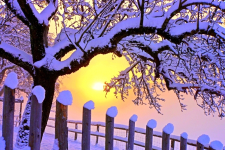 SNOW at SUNSET - attractions in dreams, trees, photography, winter, lovely, creative pre-made, nature, love four seasons, holidays, snow, beautiful, sunsets, colors, landscapes