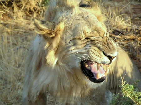 angry african lion - lion, feline, cat, african