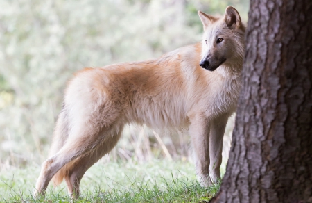 Looking for - canislupus, wallpaper, black, wolf, wolves, white, wisdom, timber, howling, saying