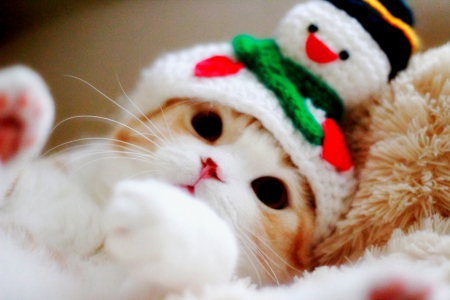 WINTER KITTY - winter, cap, cute, kitty